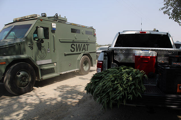 Illegal marijuana grow operations dismantled